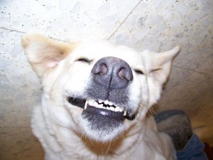 Dog smiling